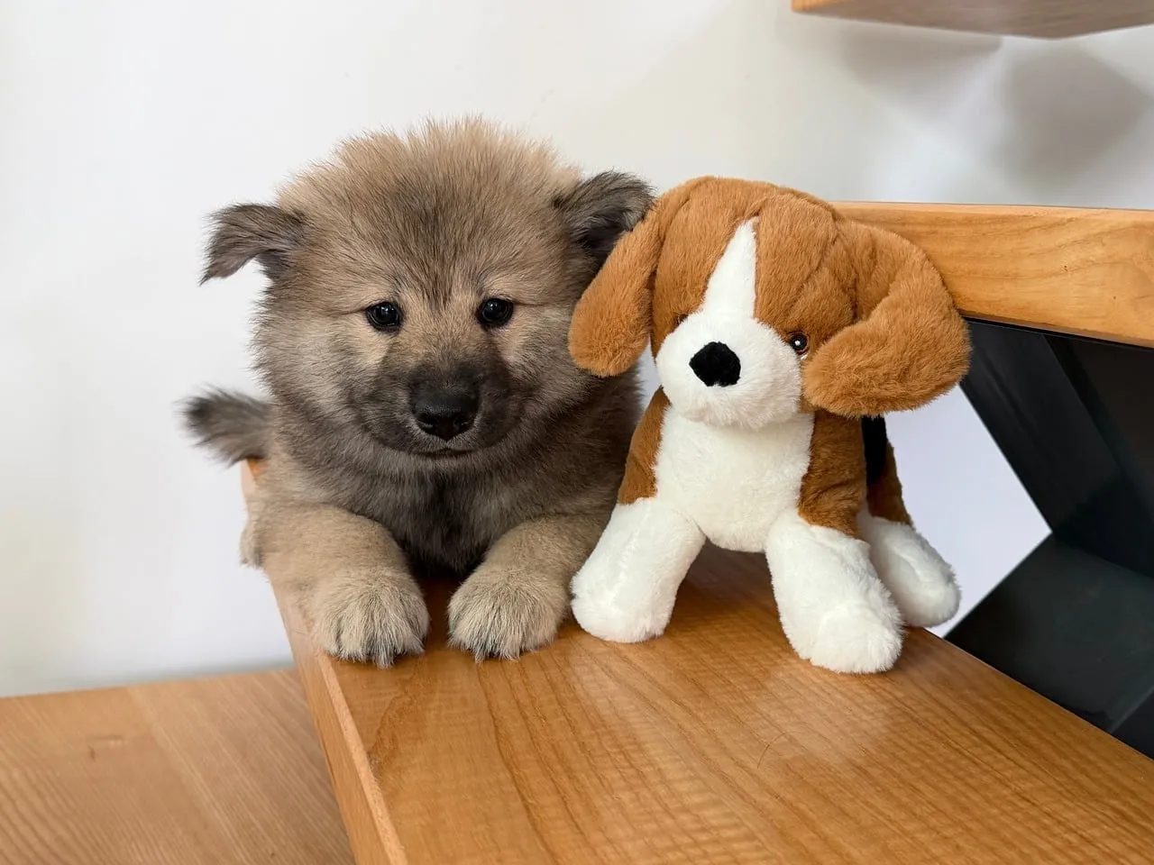 Adorable Eurasier Puppy and Plush Pal Share a Sweet Moment