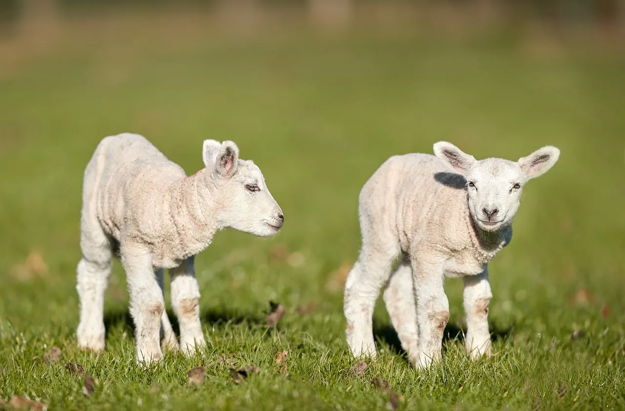 Adorable Duo: Playful Lambs in a Sunny Spring Field
