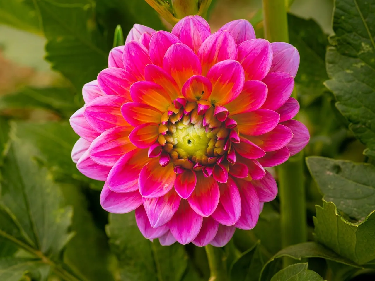 Vibrant Dahlia Bloom: A Summer's Floral Delight