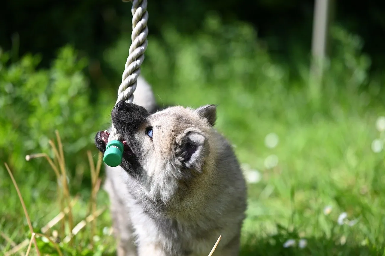 Adorable Eurasier Puppy Playfully Tug-of-War with Rope Toy Outdoors
