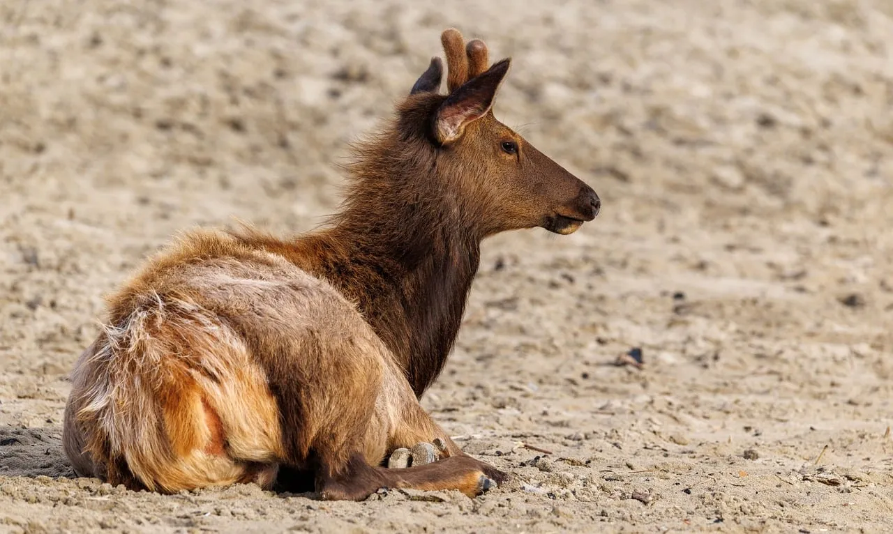Serene Elk Resting on a Sun-Drenched Oregon Beach