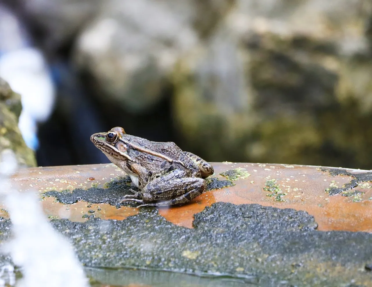 Vibrant Wetland Amphibian: A Spotted Frog in Its Natural Habitat