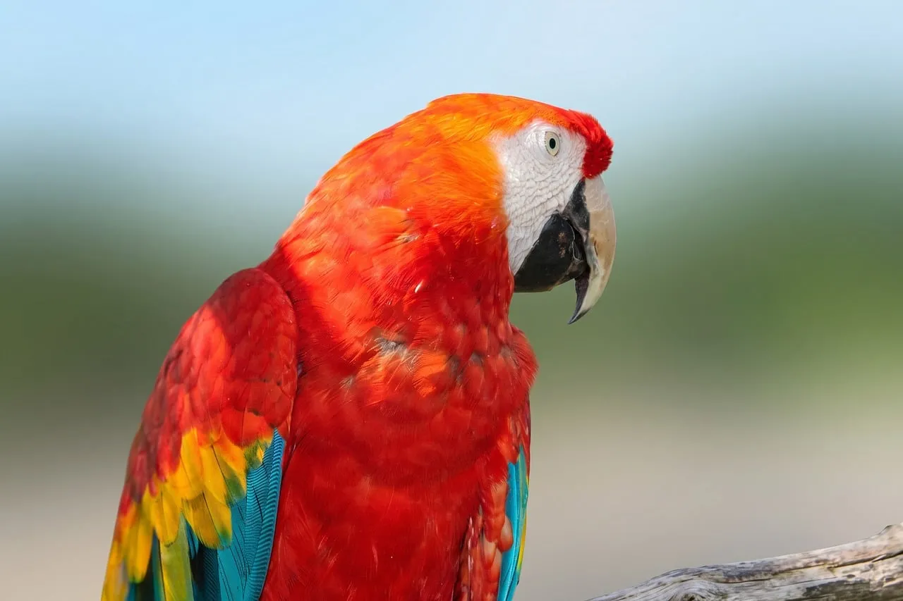 Vibrant Scarlet Macaw: A Glimpse into Exotic Wildlife