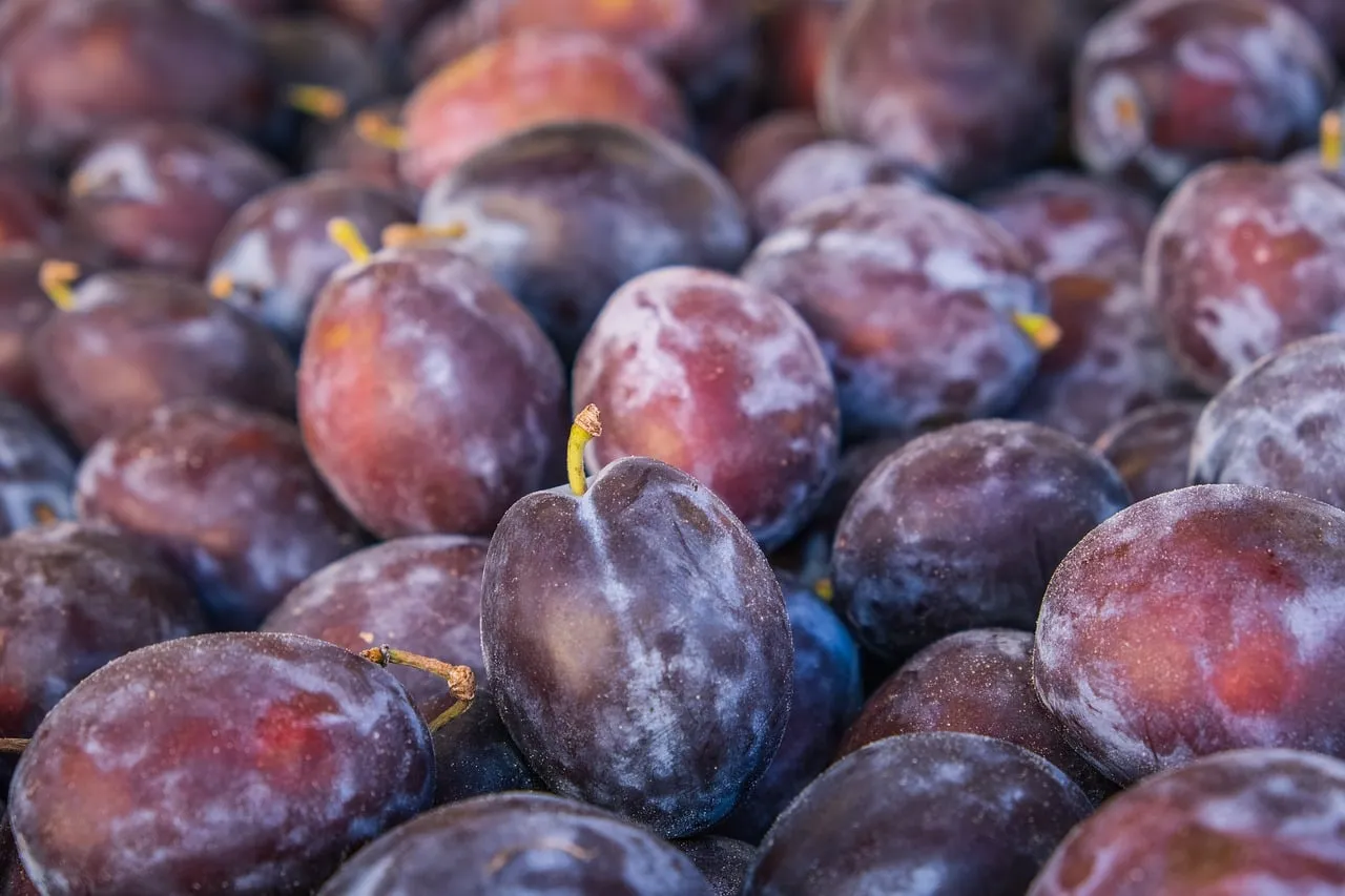 Vibrant Harvest: Fresh Purple Plums at Market