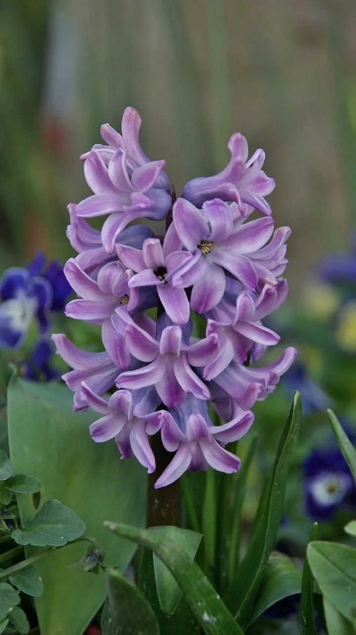 Vibrant Purple Hyacinth: Spring's Fragrant Charm