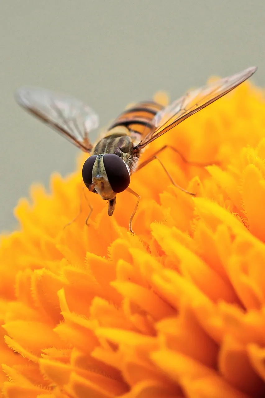 Macro Marvel: Hoverfly's Intricate World on a Golden Bloom