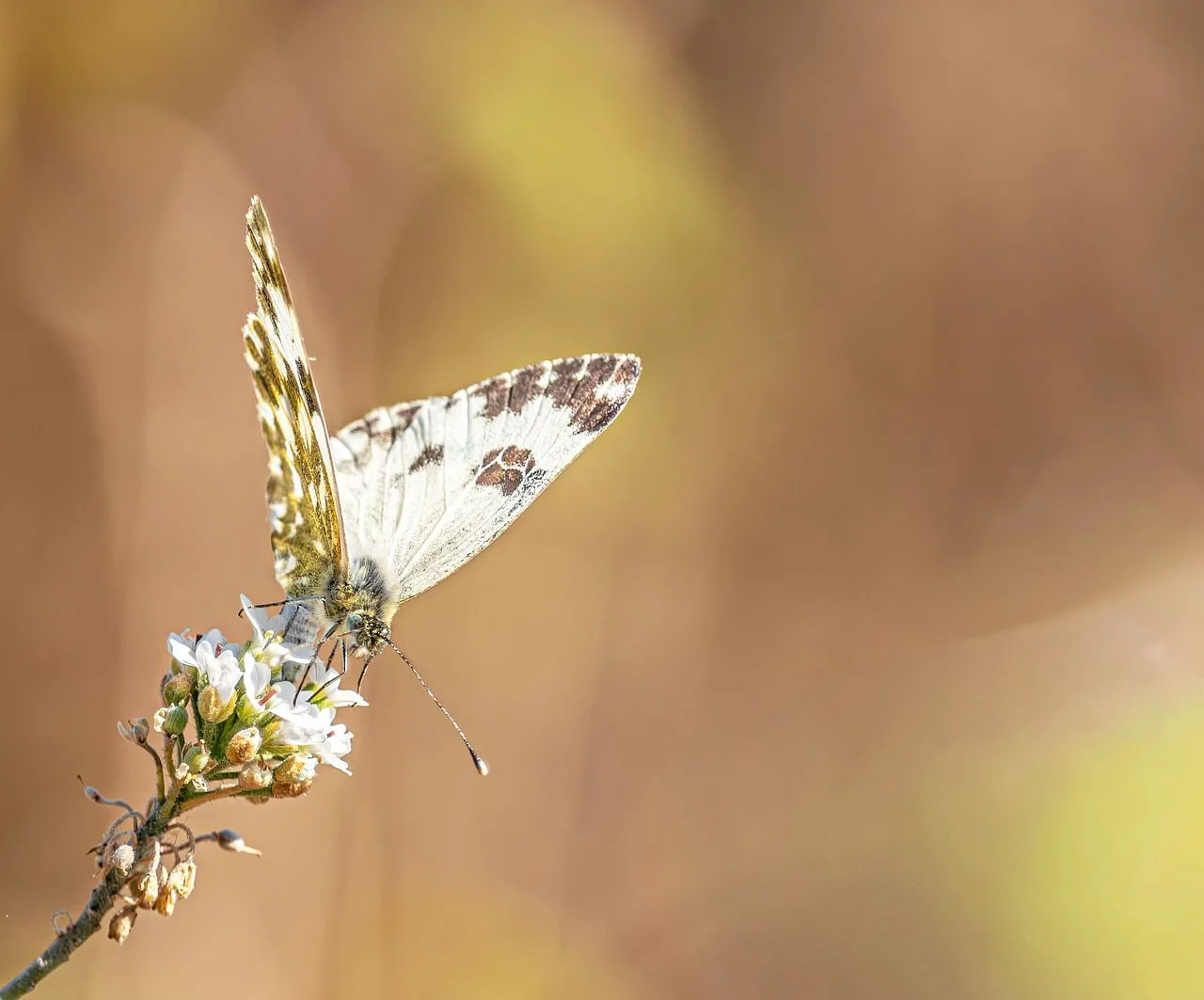 Vibrant Spring Macro: Butterfly Nectaring on Wildflower