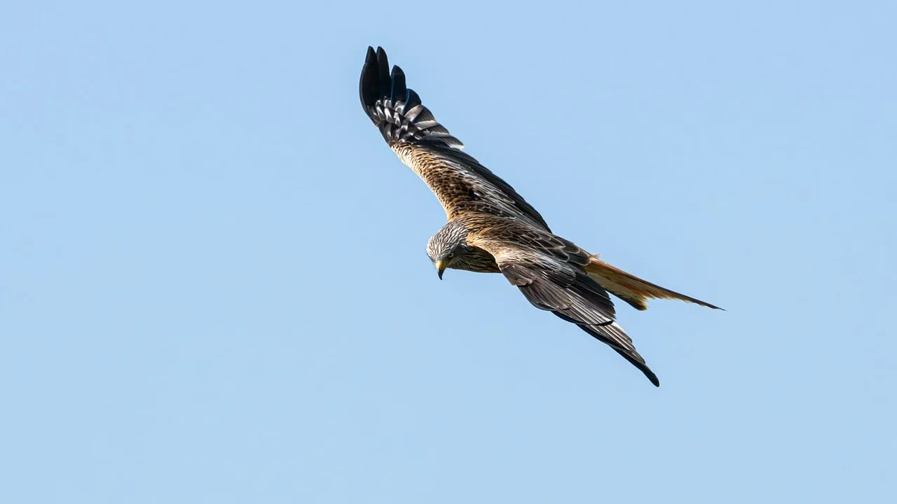 Majestic Red Kite Soaring: A Hunter's Graceful Flight