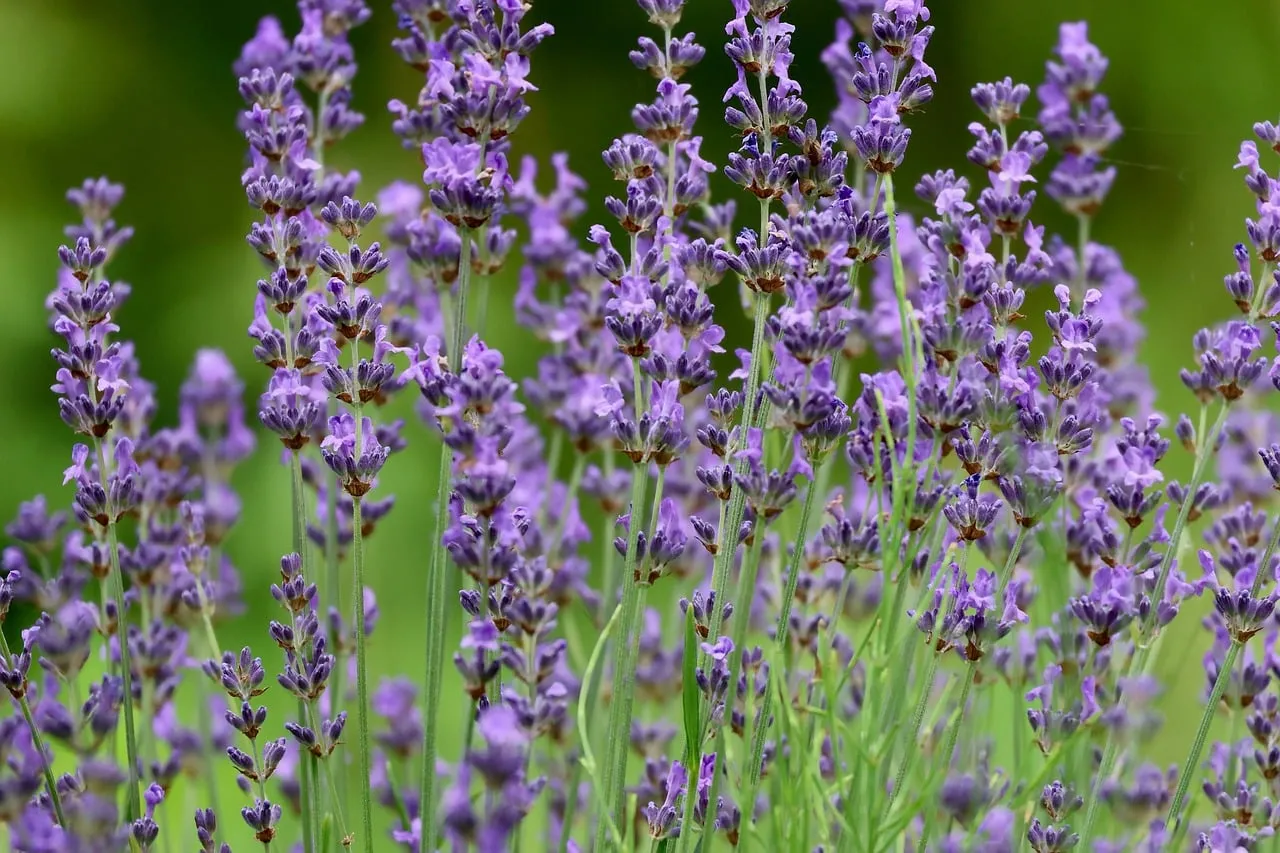 Vibrant Lavender Blooms: Nature's Purple Serenity