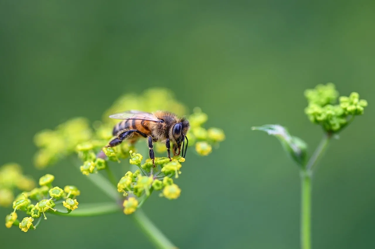 Stunning Macro: Busy Bee Pollinating Wild Parsnip Blossom