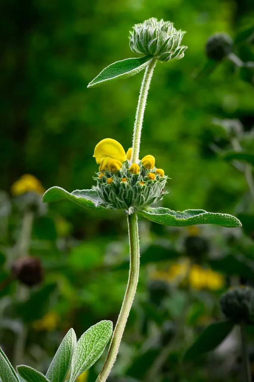 Vibrant Yellow Bloom: A Macro Symphony of Nature's Detail