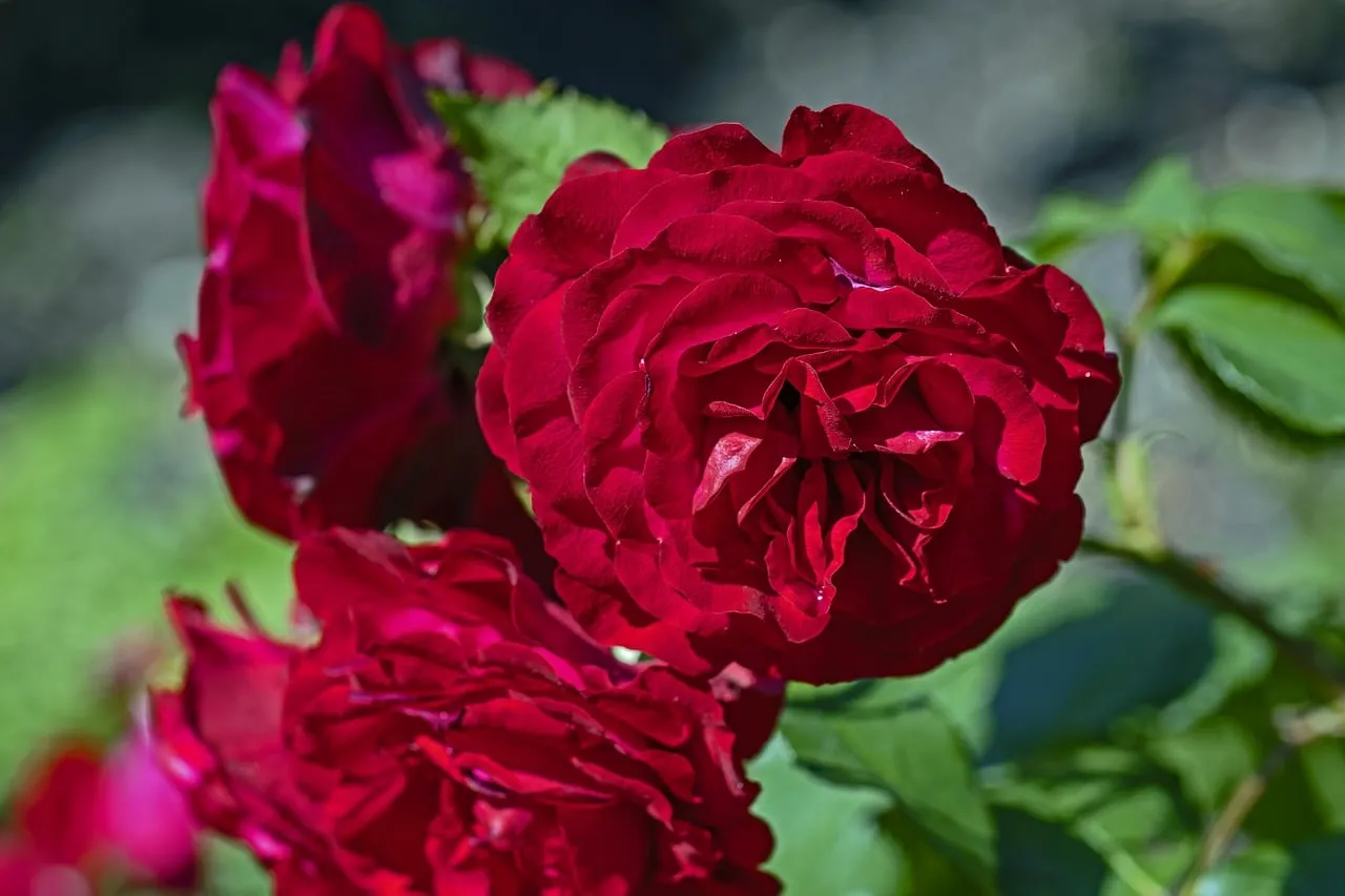 Vibrant Red Roses: A Symbol of Love and Passion in Bloom