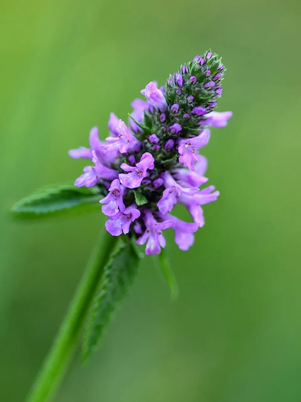 Vibrant Marsh Woundwort Bloom Against Green Nature Background