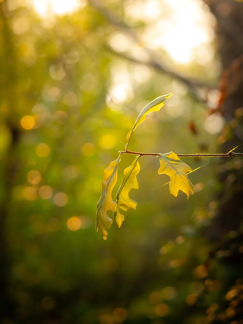 Enchanting Golden Hour Oak Leaves Bathed in Sunset Glow