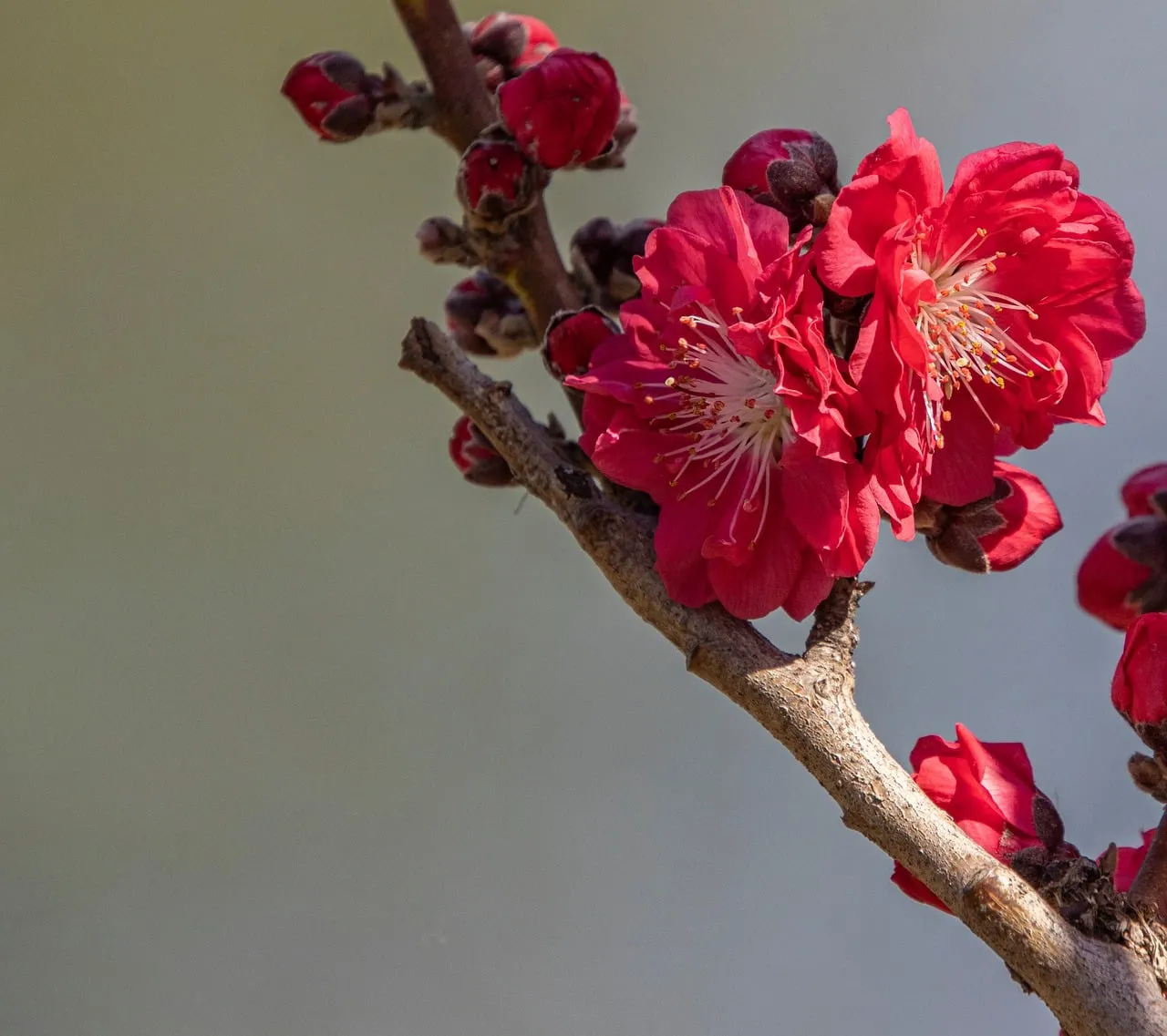 Vibrant Red Peach Blossoms: A Celebration of Spring