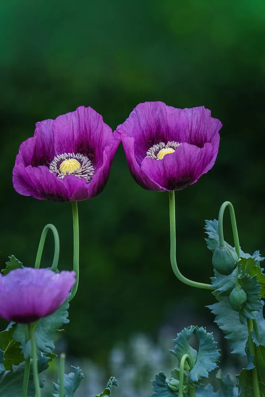Vibrant Purple Poppies: Nature's Summer Splendor