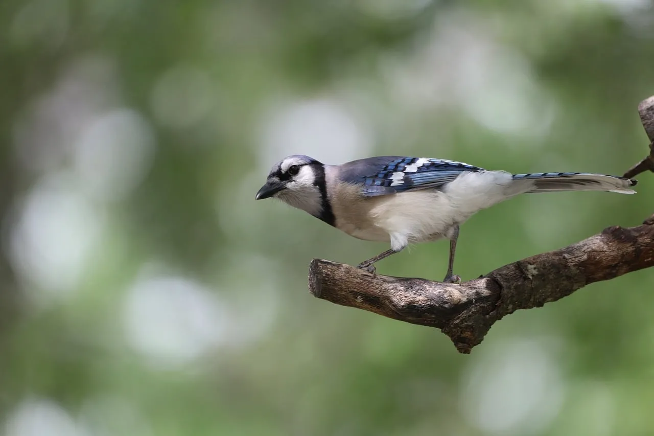 Vibrant Blue Jay Perched in Nature's Embrace