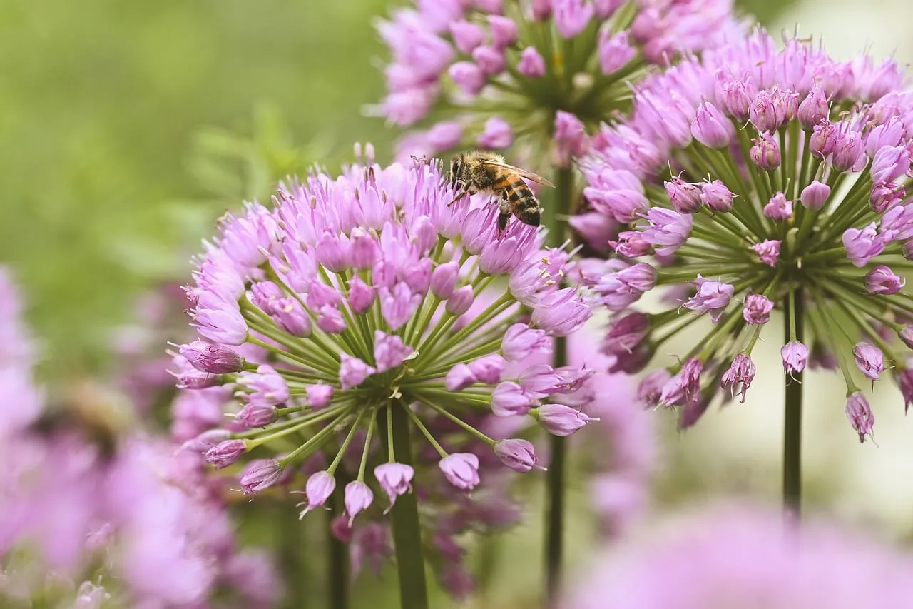 Vibrant Spring: Bee Pollinating Allium in Nature's Garden