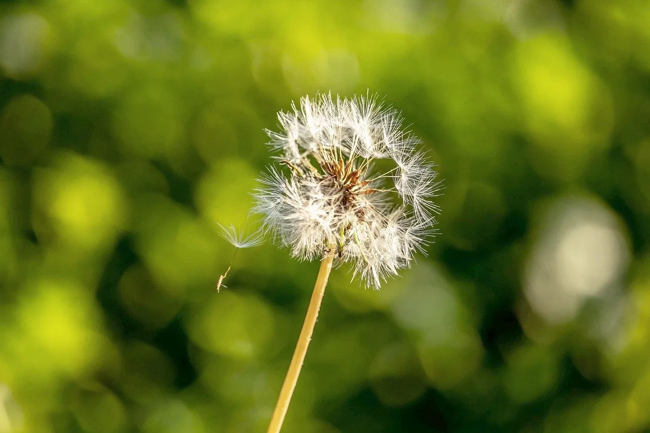 Enchanting Dandelion Macro: Nature's Summer Whimsy