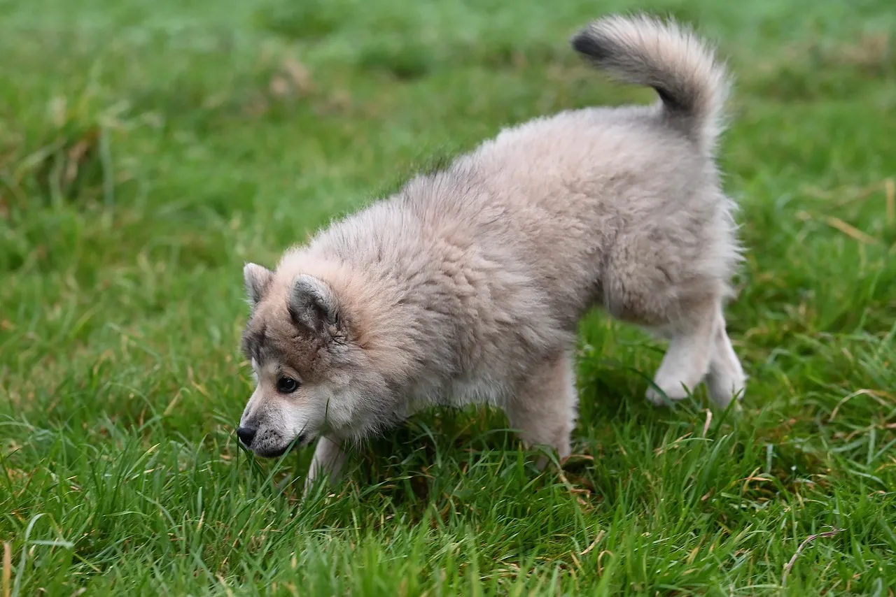 Charming Eurasier Puppy Explores Green Fields