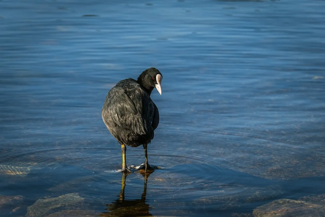 Serene Coots: A Glimpse of Wild Nature's Tranquility