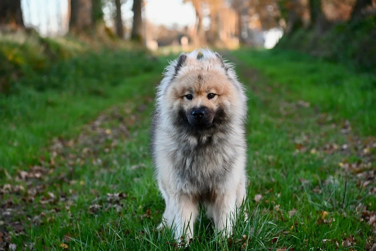 Fluffy Eurasier Pup Explores a Verdant Forest Path