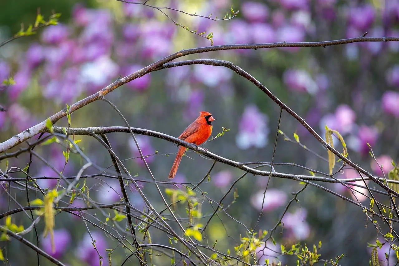 Vibrant Cardinal Amidst Spring Blossoms: A Nature's Masterpiece