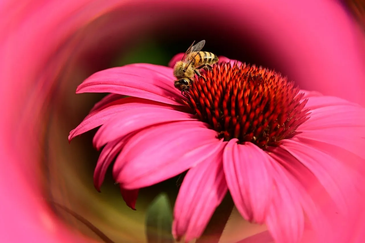 Vibrant Pink Bloom: Bee's Pollen Quest
