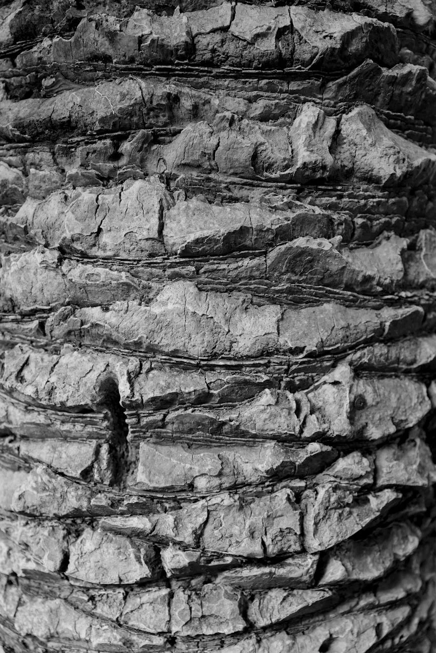 Dramatic B&W Palm Bark Texture: Nature's Intricate Canvas