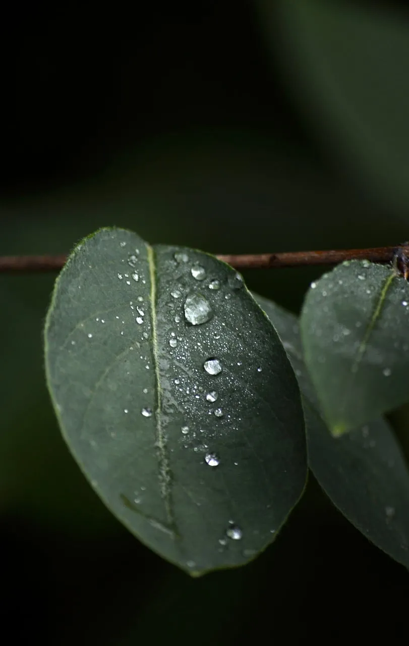Vibrant Green Leaf with Sparkling Raindrops