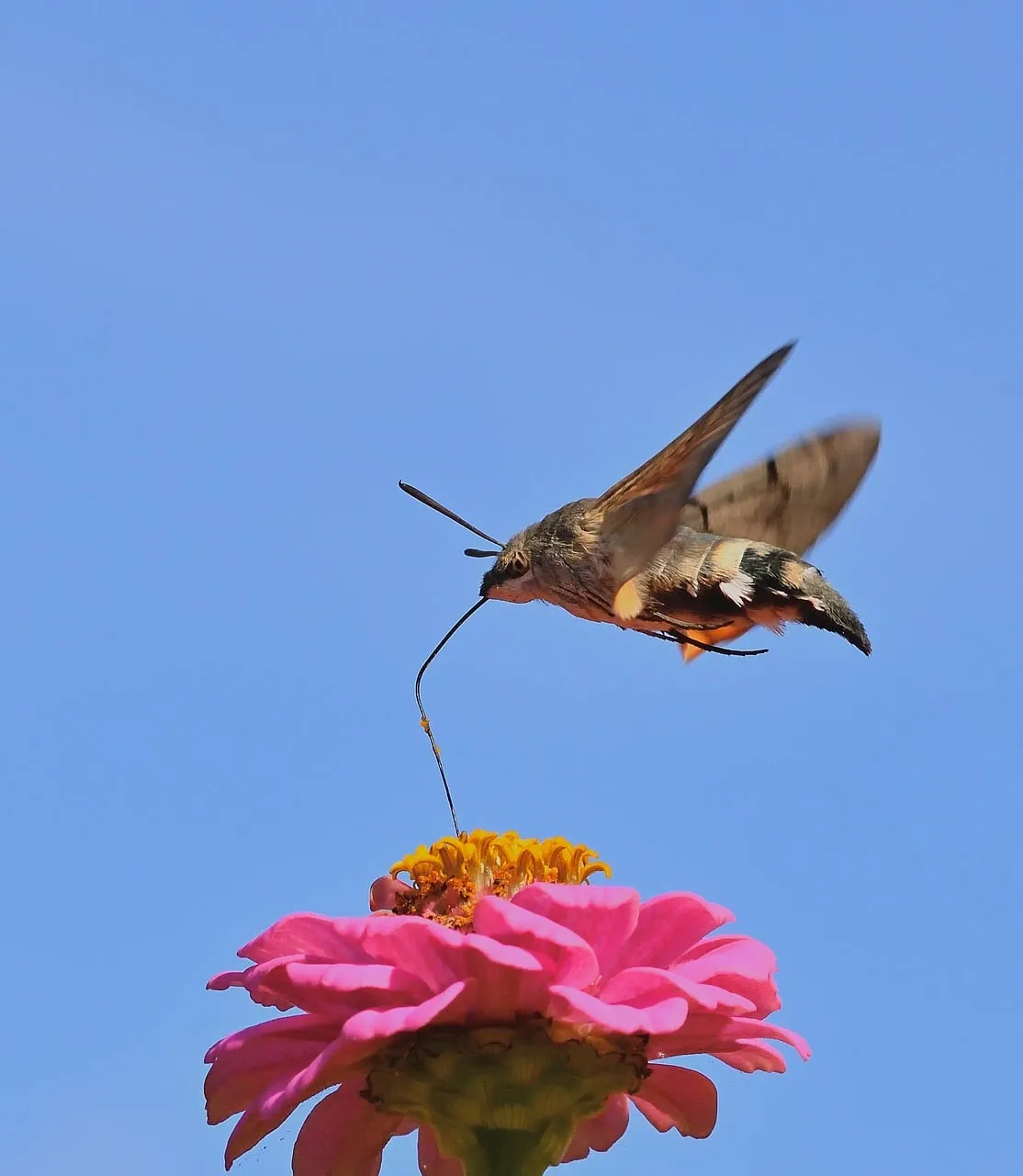 Vibrant Zinnia Hosts Hummingbird Moth in Mid-Air Pollination.