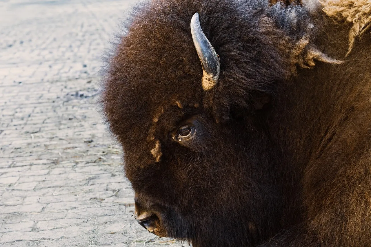 Majestic Bison: A Close-Up of Wild Resilience
