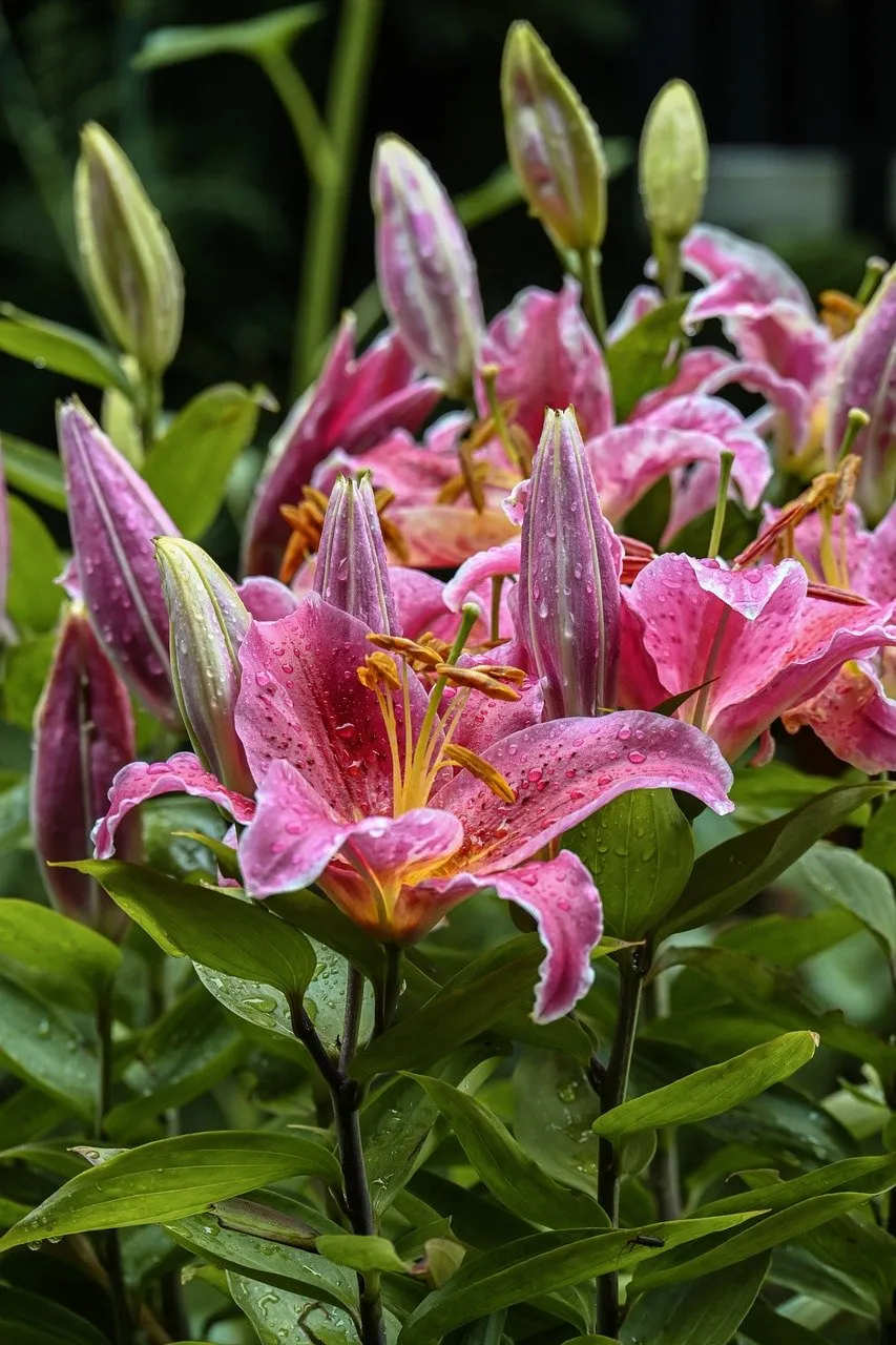 Vibrant Pink Lilies Adorned with Morning Raindrops