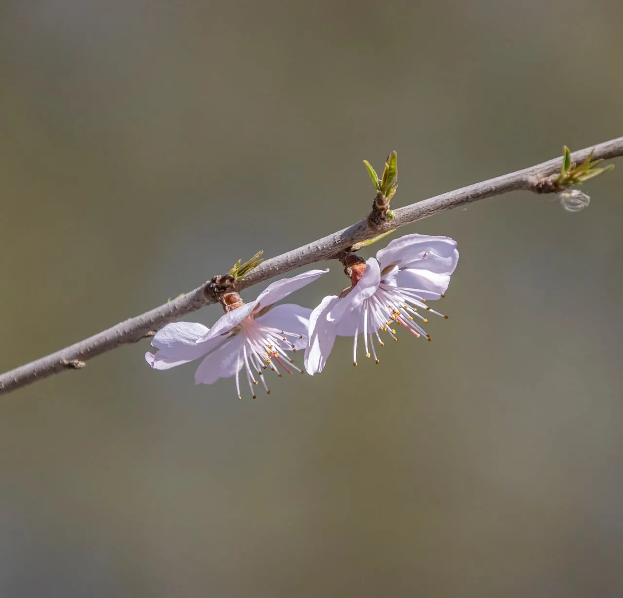 Delicate Blossom: Captivating Peach Flowers in Spring's Embrace