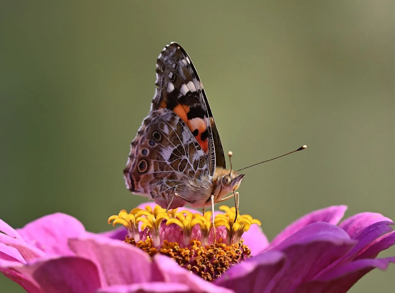 Vibrant Painted Lady Butterfly on Pink Zinnia