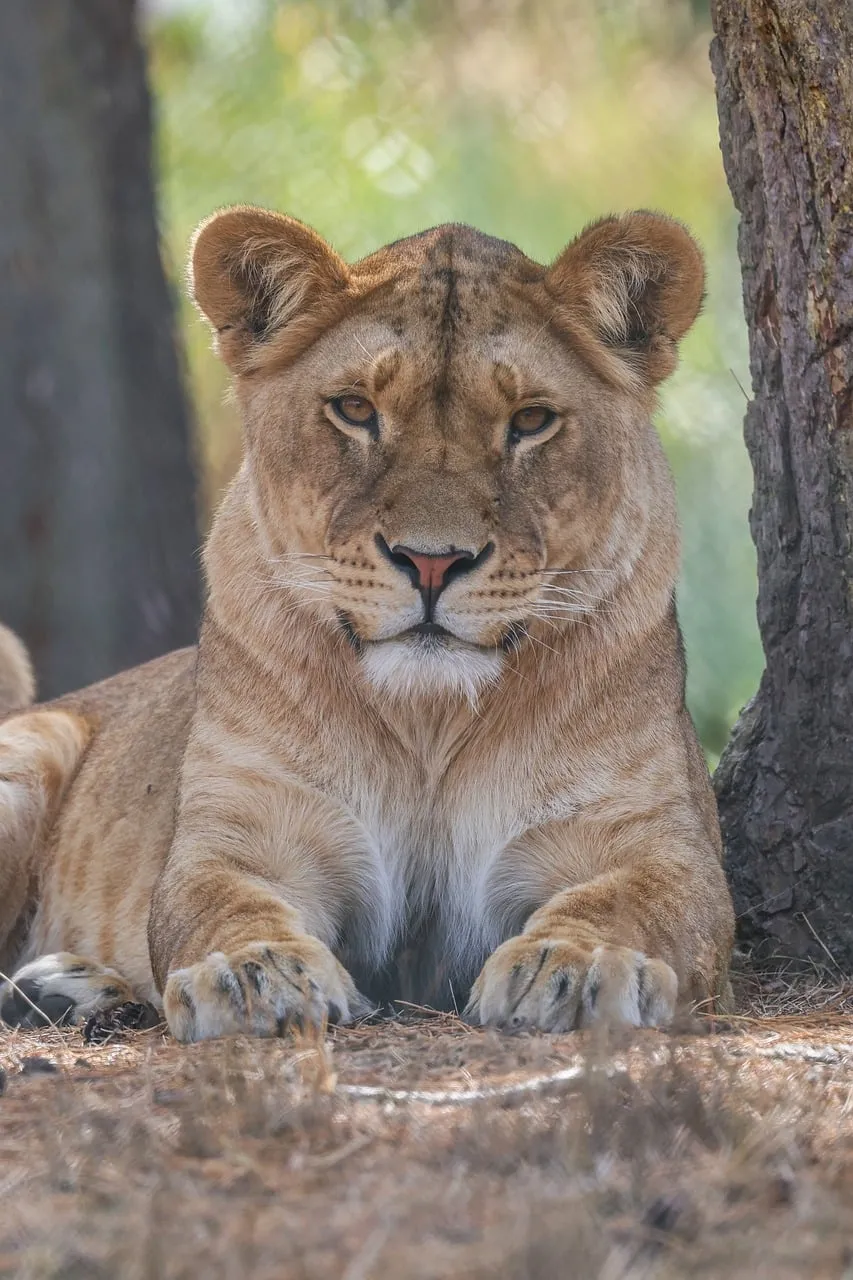 Majestic Lioness: A Glimpse into Wild Serenity