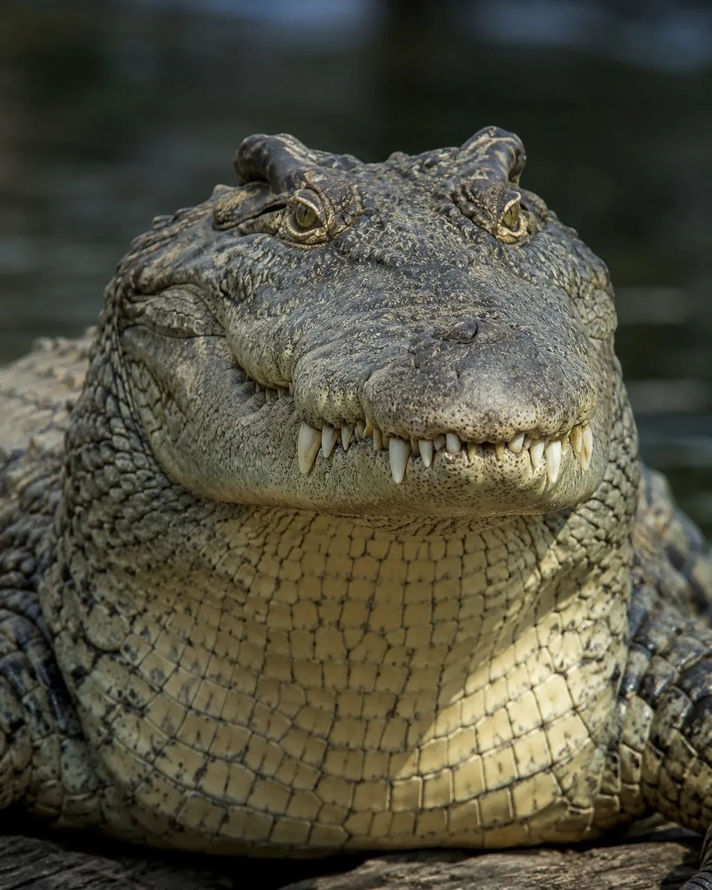 Fearsome Predator: Close-up of a Crocodile's Menacing Gaze