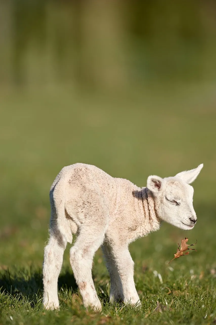 Charming Fluffy Lamb: A Symbol of Spring's New Life