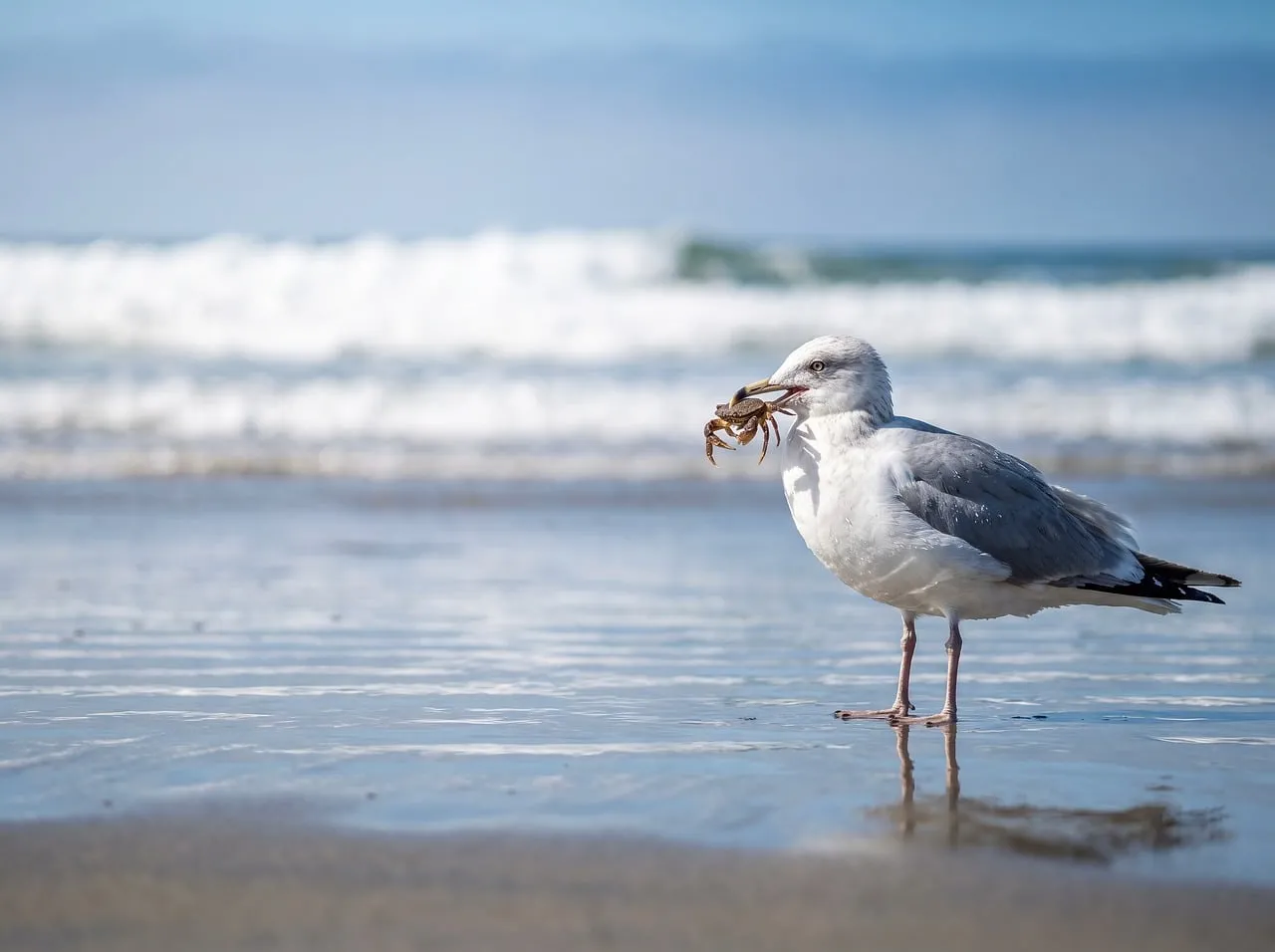Dramatic Moment: Seagull Captures Crab on Sunny Beach