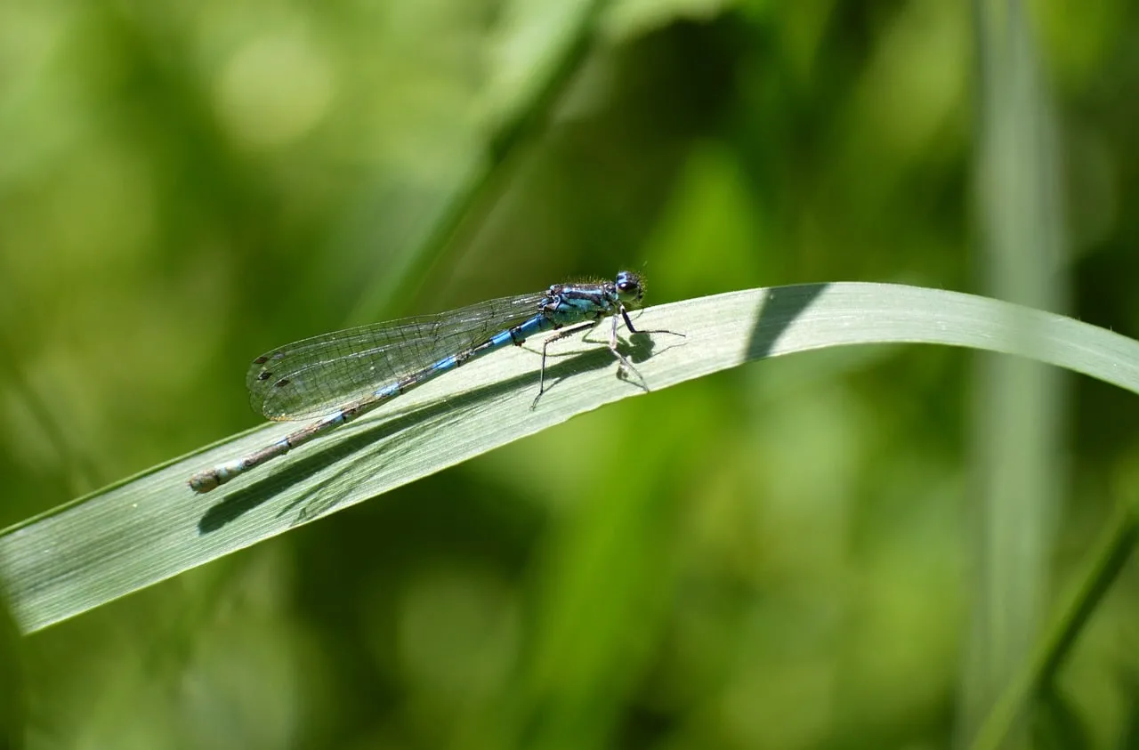 Vibrant Blue Dragonfly Resting on a Lush Green Leaf
