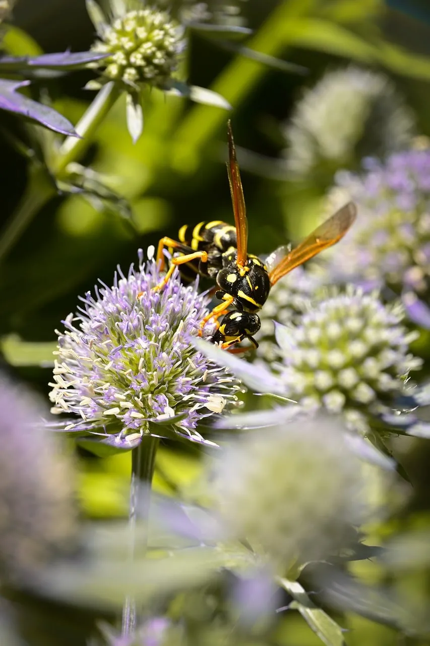 Vibrant Macro: Wasp Pollinating a Thistle Flower in Summer