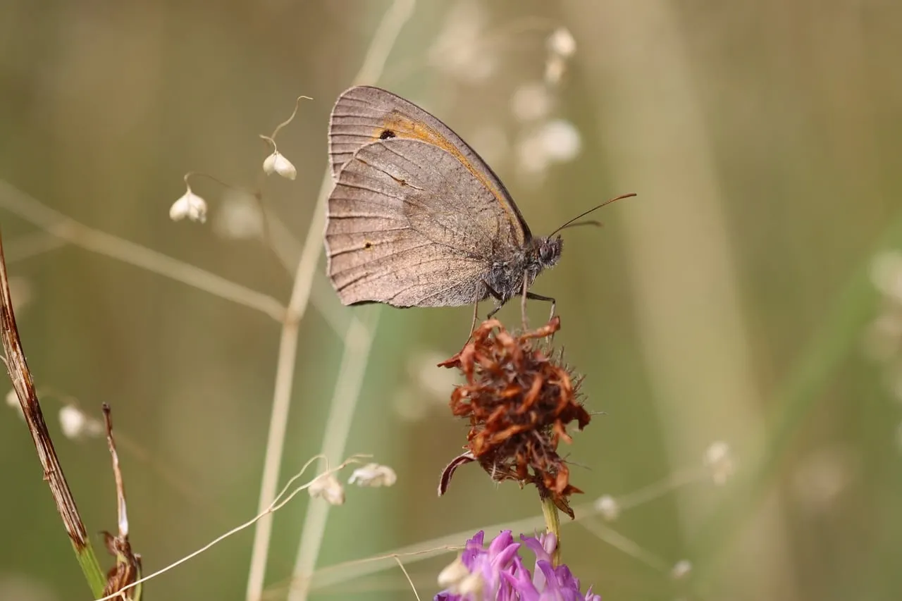 Enchanting Meadow Serenity: Butterfly's Delicate Dance