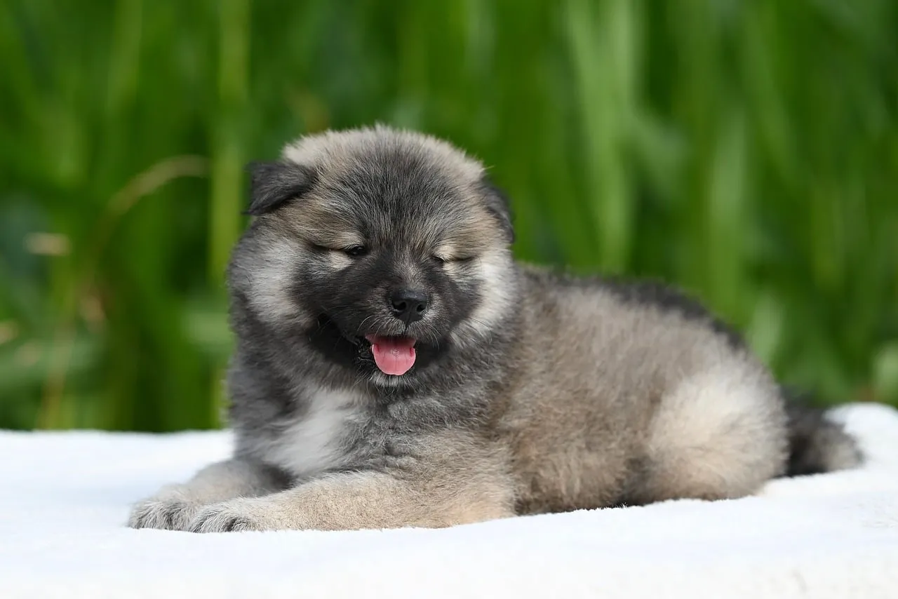 Adorable Eurasier Puppy: Resting Comfortably in Nature