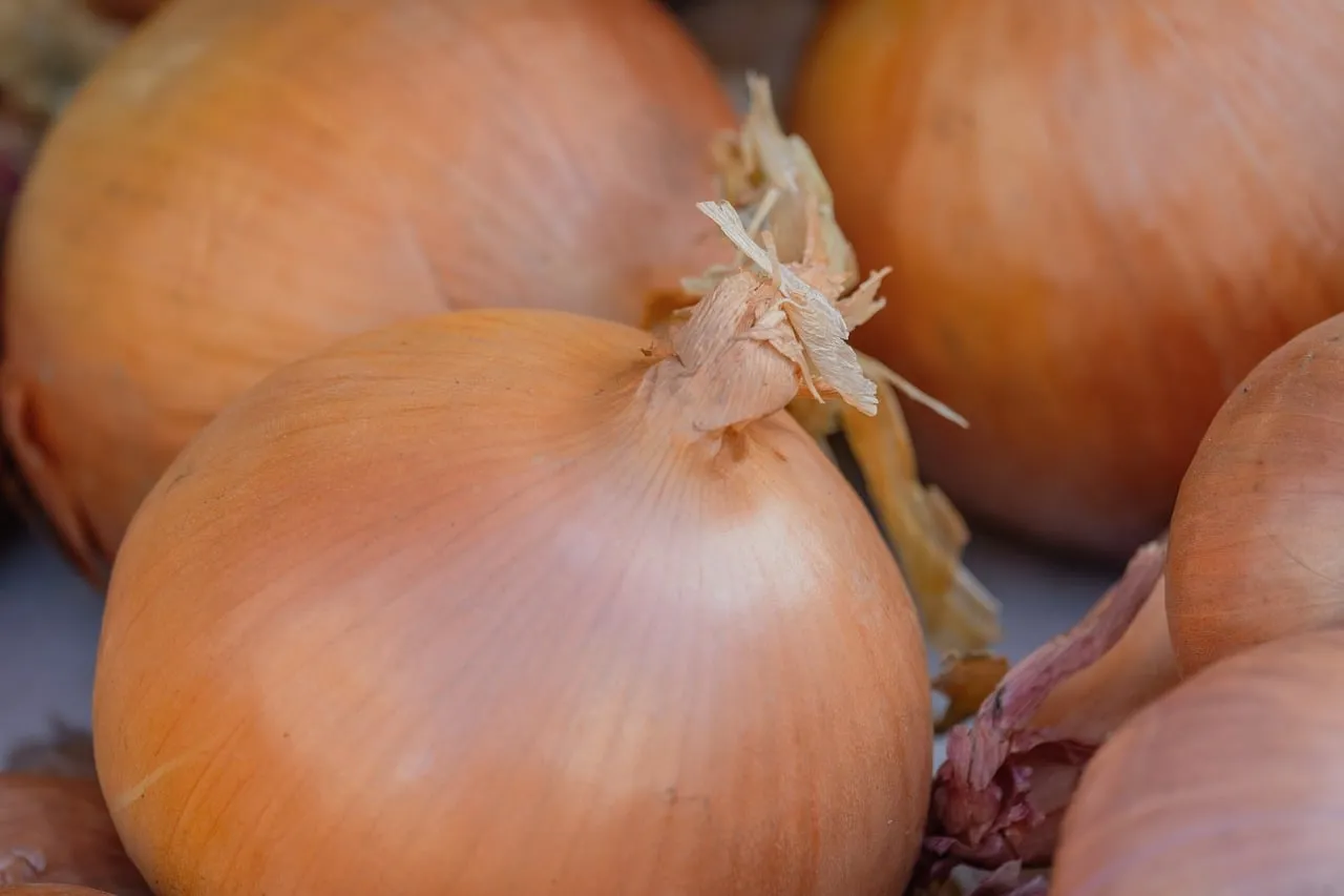 Vibrant Golden Onions: Fresh Harvest Ready for Your Kitchen