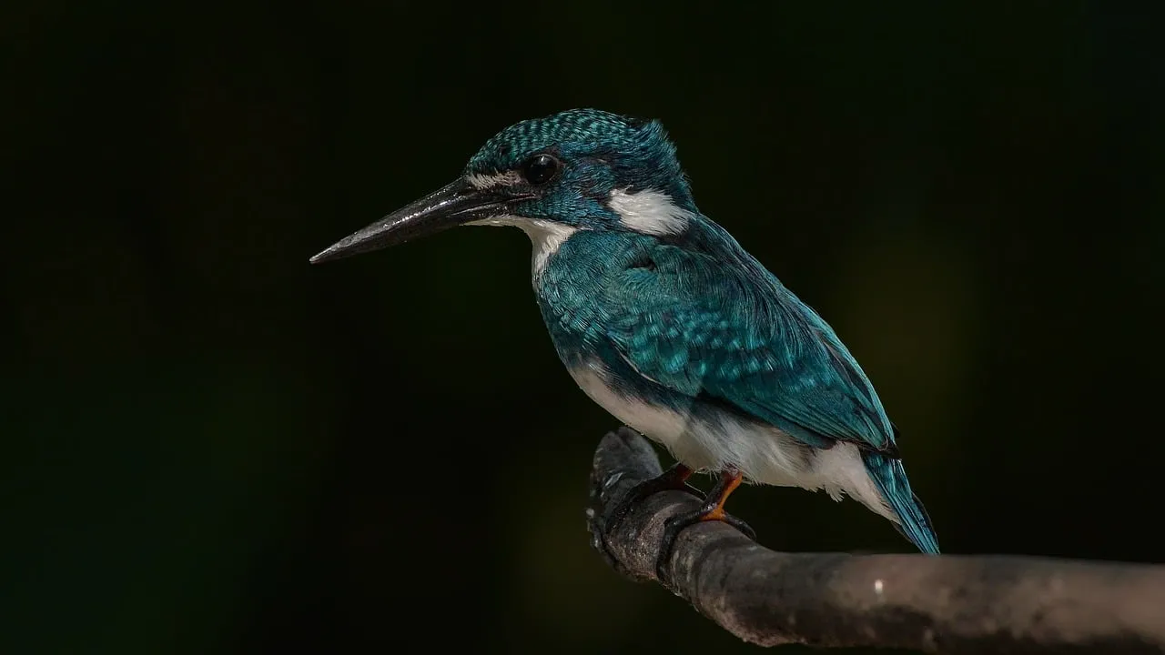 Vibrant Kingfisher Perched: A Glimpse of Wild Beauty
