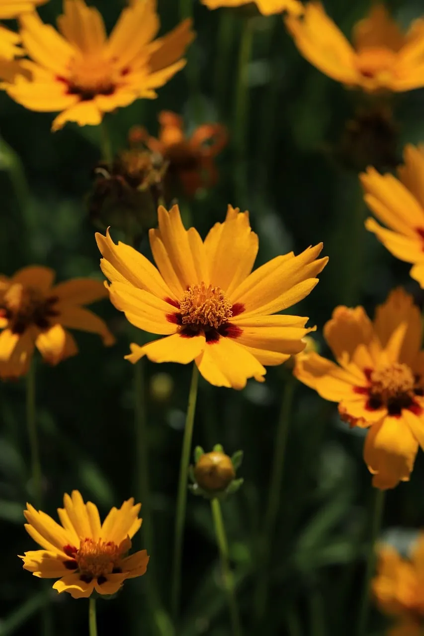 Vibrant Summer Blooms: Golden Orange Flowers in Focus