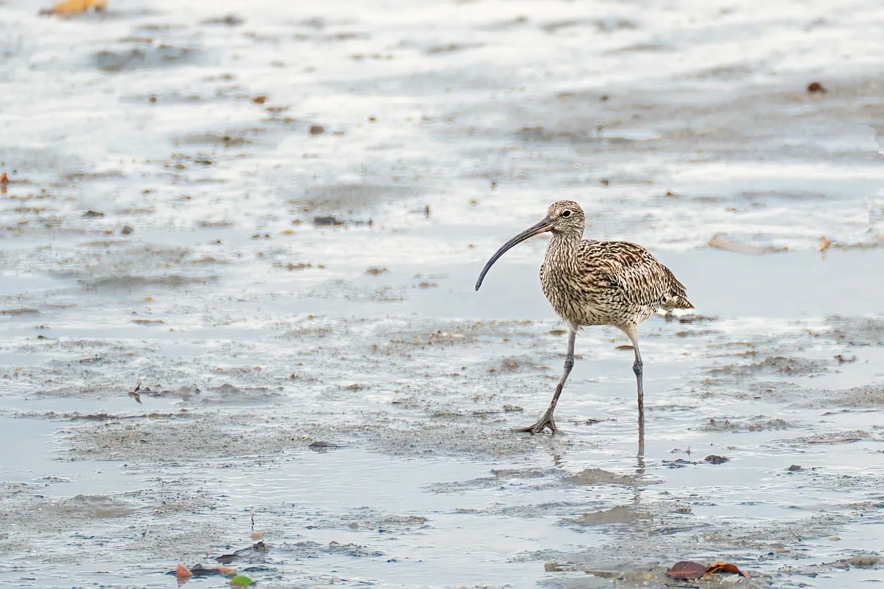 Graceful Eurasian Curlew Foraging on Winter Wetlands