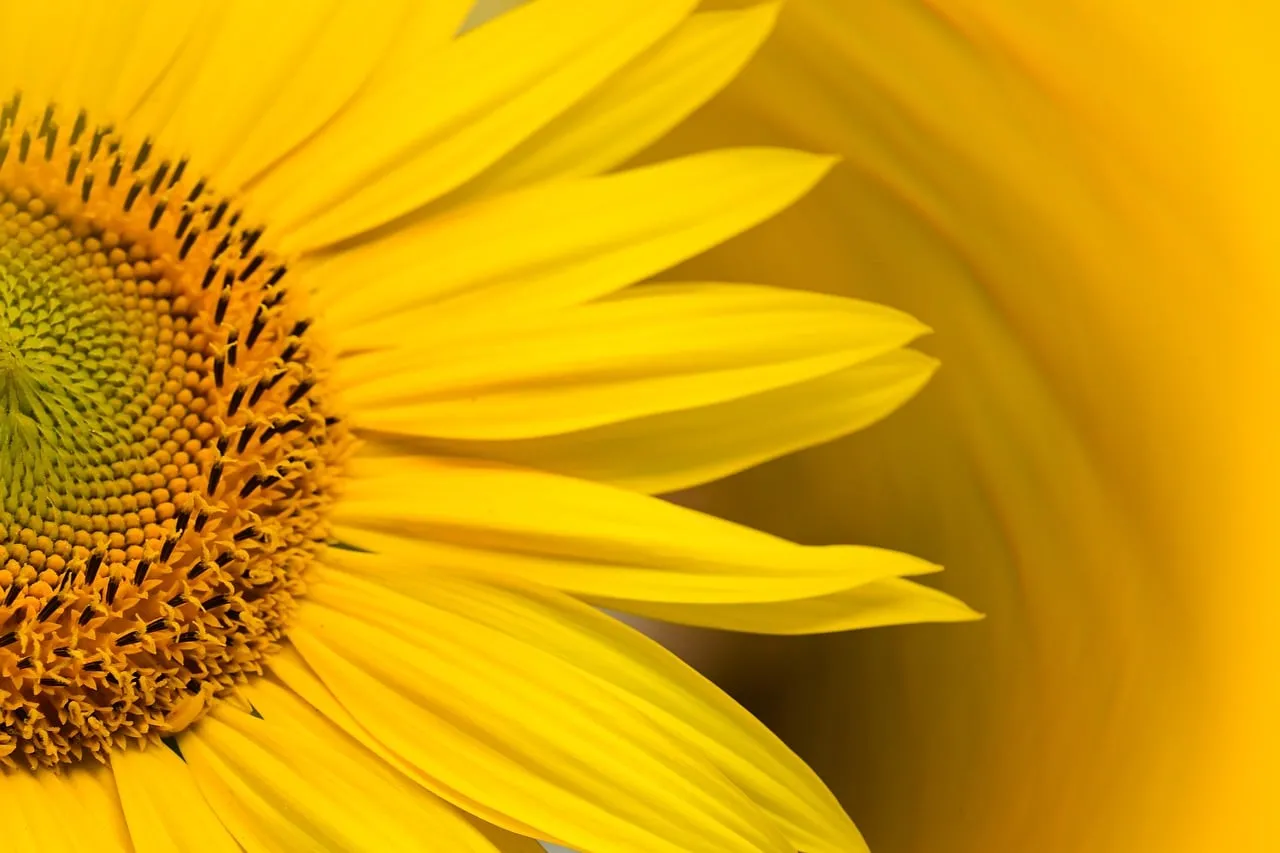 Vibrant Sunflower Macro: Golden Petals and Intricate Details