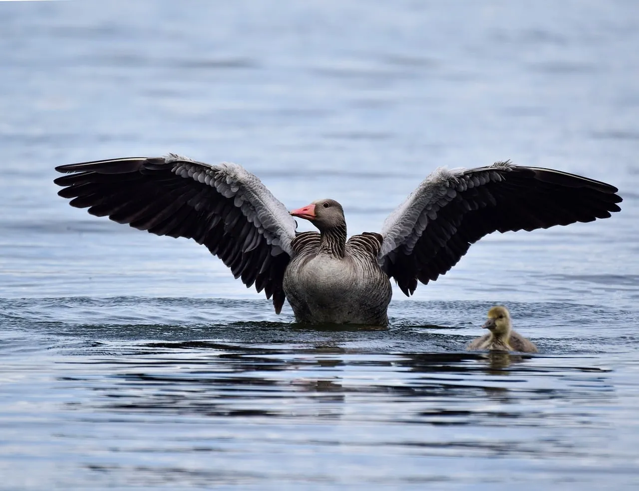 Majestic Goose Spreads Wings, Guiding Its Chick on Water