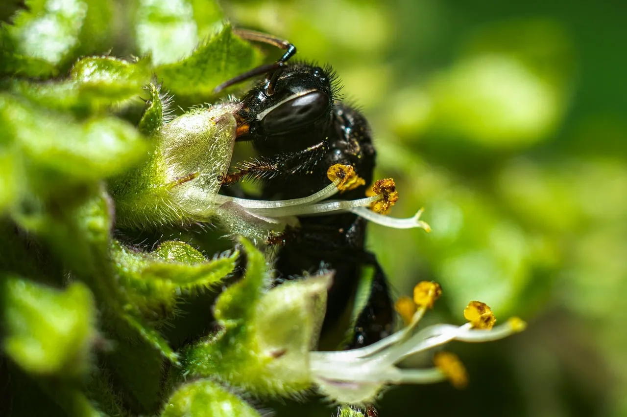 Stunning Macro: Wasp Pollinating Lush Green Flowers